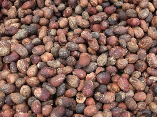 Graines de souchet